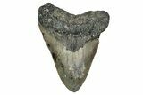 Fossil Megalodon Tooth - North Carolina #344054-1